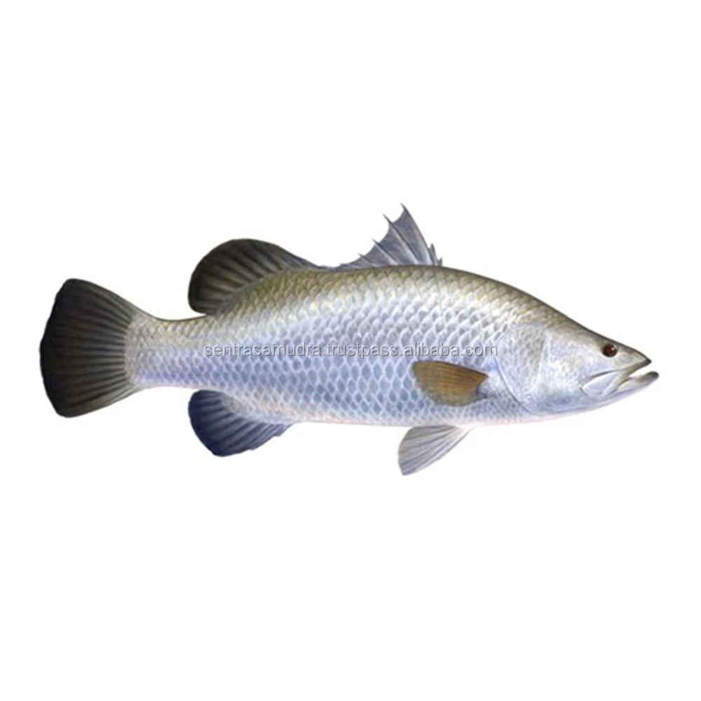 Indo Frozen Barramundi Fillet And Barramundi Fish From Suppier Indonesia Buy Barramundi Fillet Barramundi Fish Farm Fish Product On Alibaba Com