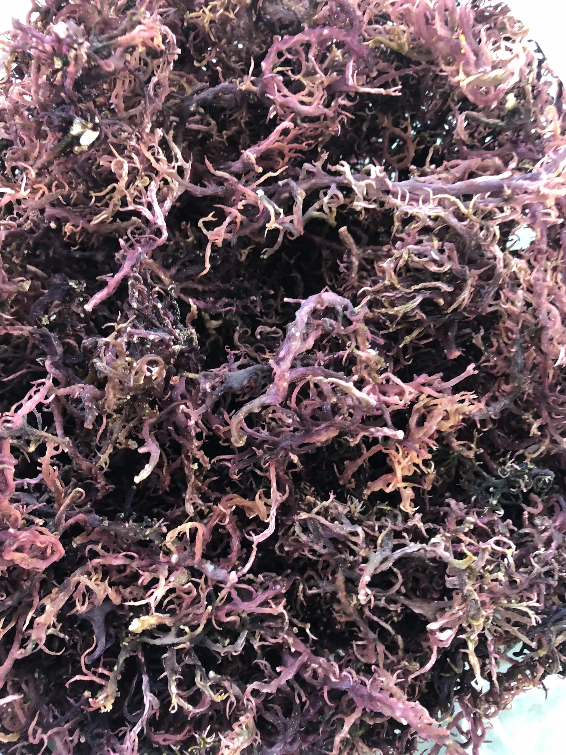 Premium Purple Sea Moss/making Sea Moss Gel/irishmoss/seamoss Ms