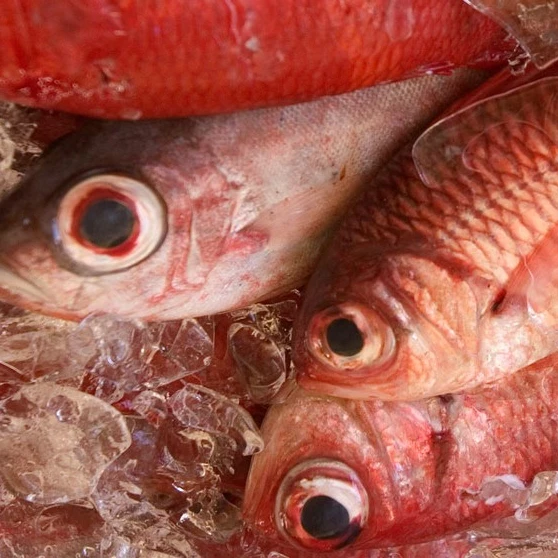 seafood frozen wholesale dry salted fish fillet alaska pollock