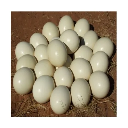 Ostrich telur Ini Keunikan