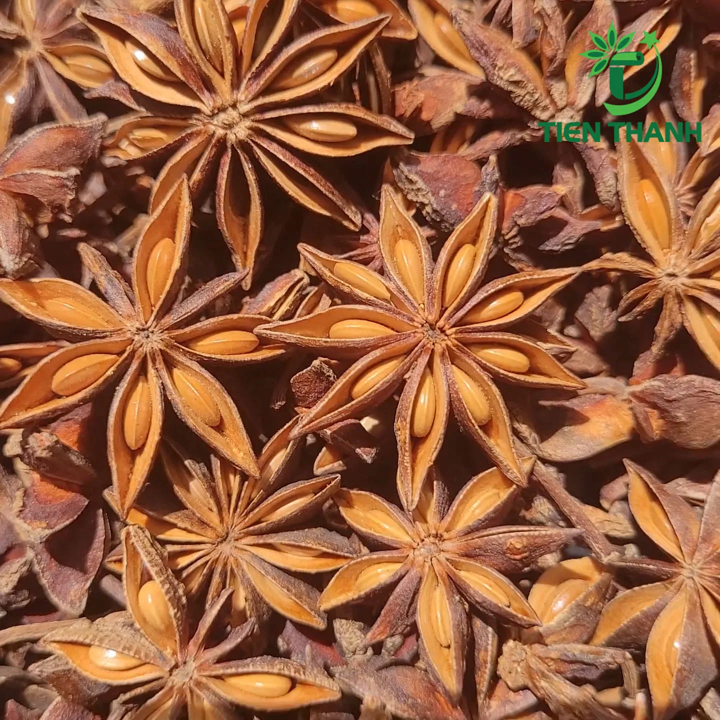Star Anise Flower Badian Phool A Grade Quality Buy Star Anise Illicium Verum Vietnam Star Anise Product On Alibaba Com