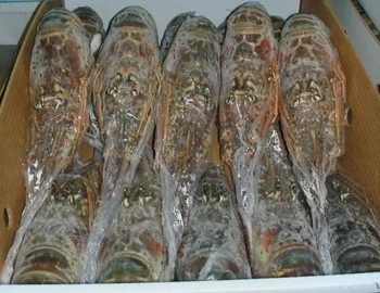 Frozen-Green-Lobster.jpg