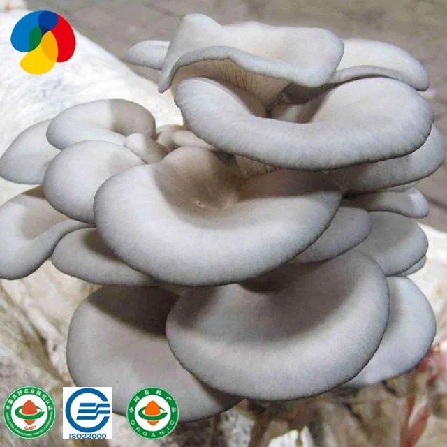 China Superior Quality Fresh Oyster Mushroom Spawn Cultivation Online Shopping