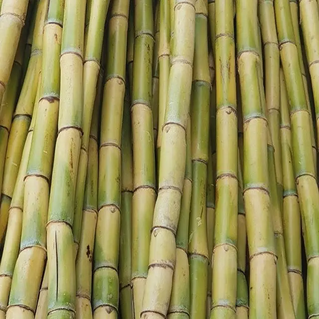 Natural Sugar Cane (stick) Fresh Fruit Buy High Quality Natural Sugar