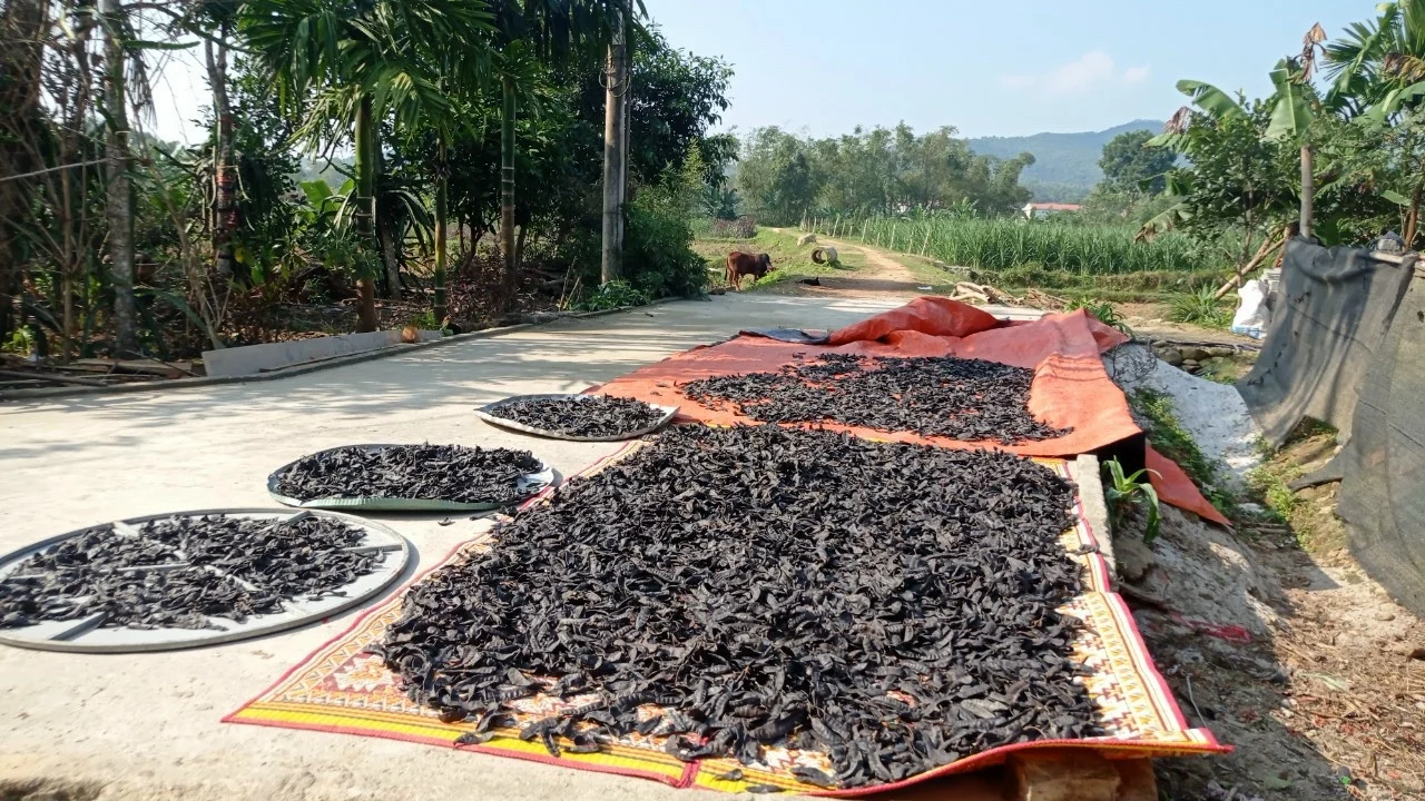 Dried Raw Honey Locust For Shampoo/ Gleditsia Triacanthos In Bulk Good