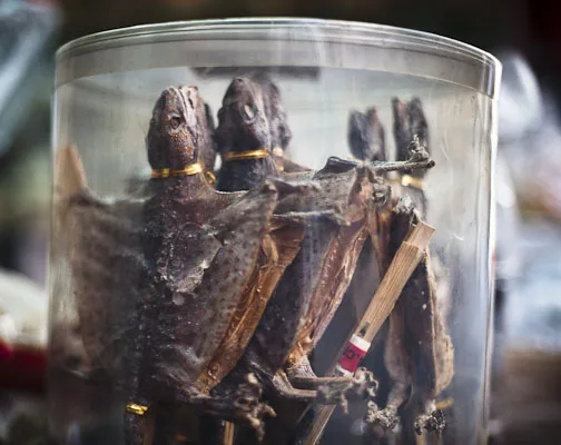 dried/flying tokay gecko - specially dried tokay gecko in viet