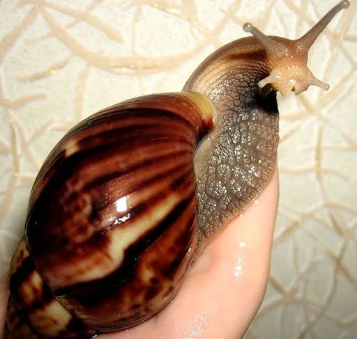 Escarpin Brillants Africains A Vendre 100 Buy Frozen Snail Edible Snails Giant Snails For Sale Product On Alibaba Com