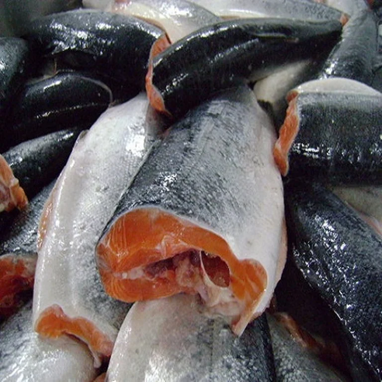 fresh frozen salmon,wholesale salmon frozen atlantic salmon