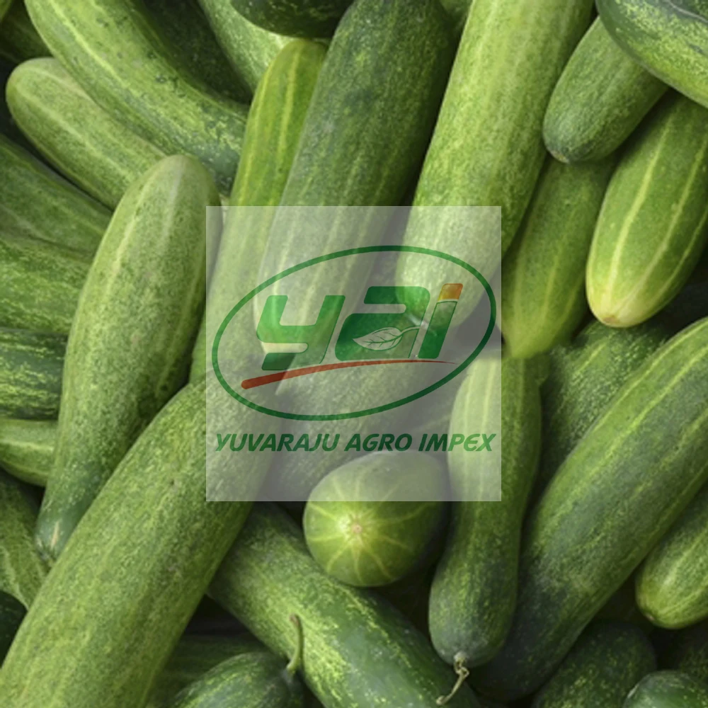 fresh vegetables cucumber exporter in india