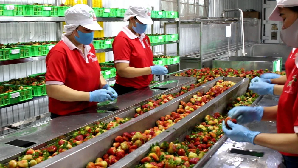 Бутылка 250 мл биойогуртный напиток prebiotic с персиком и тропическими