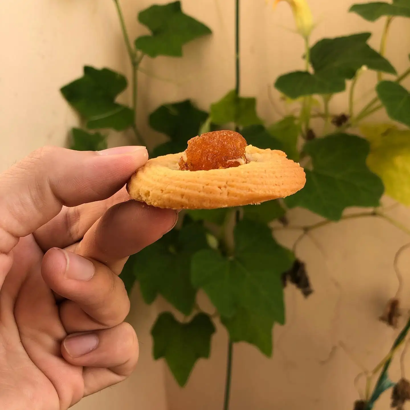 Вкусные морские печенья и жевательные