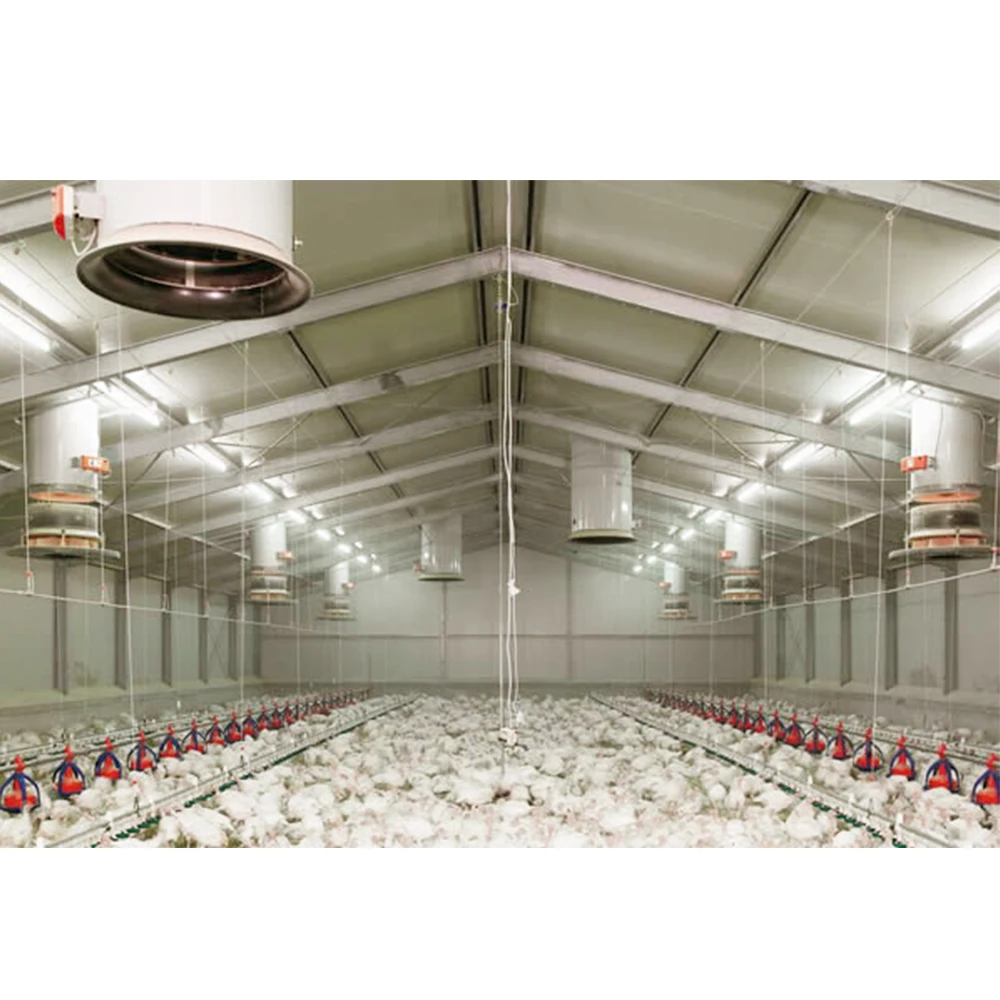 Chicken Farm Building Semi Control Shed Chicken House Quail Butchery Open Sided Poultry House
