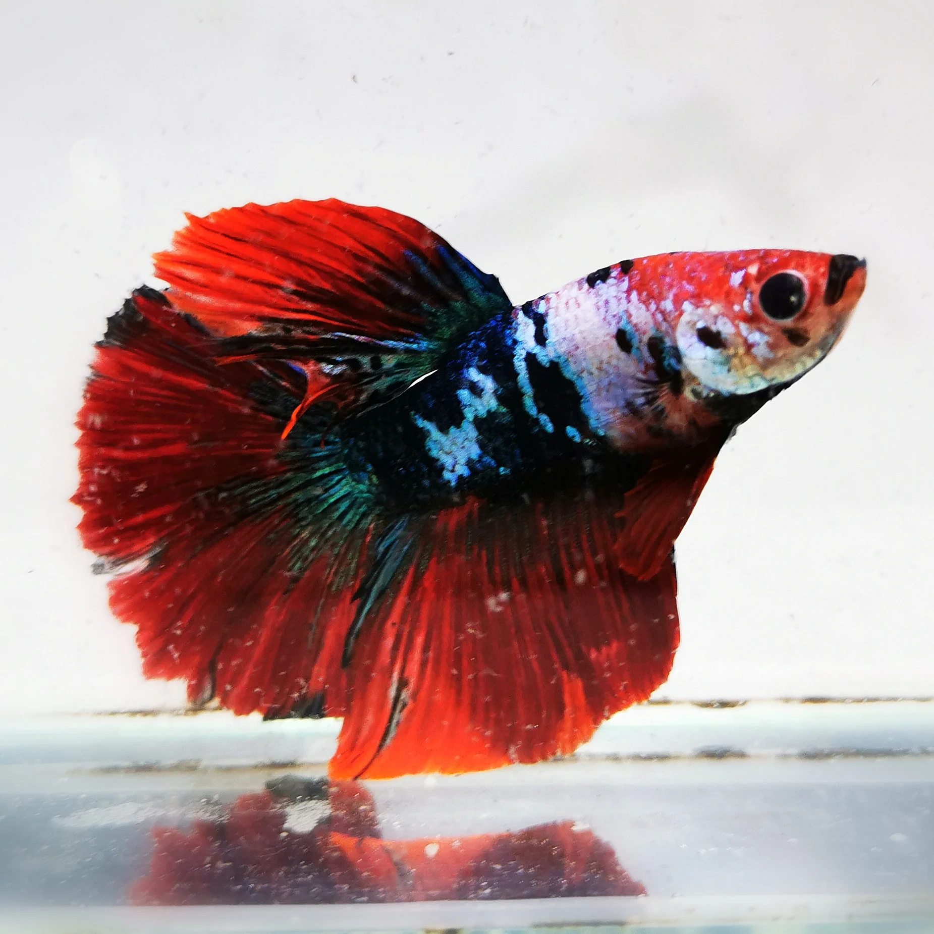 Live Halfmoon Betta Fish Koi Fancy Multicolor High Quality Live Betta Fish Siam Fighting Fish Imported From Thailand Buy Live Betta Fish Sale Fancy Halfmoon