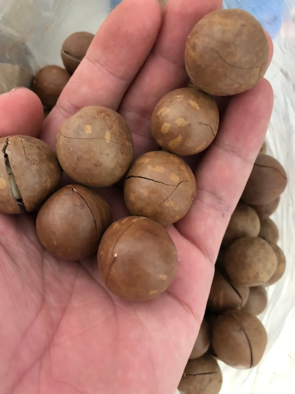 Высококачественные орехи макадамии из Вьетнама, мисс Кэти + 84 896650714