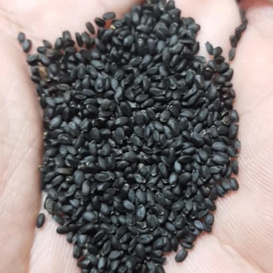 Top Quality Basil Seed Supplier From Vietnam / Vietnam Spices / +ivy