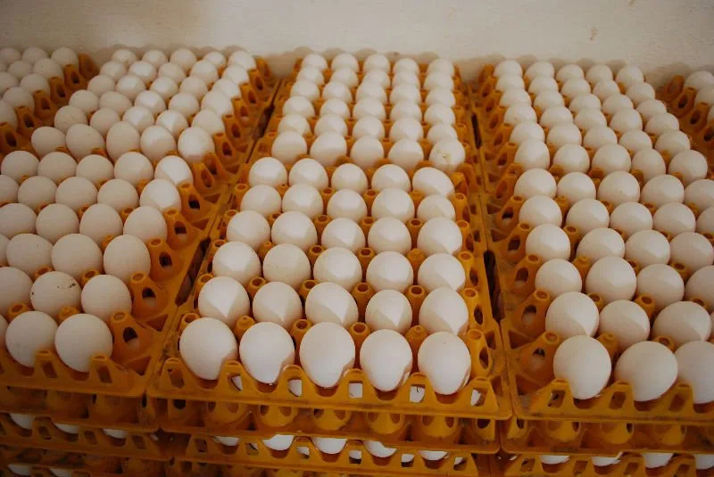 Купить яйцо инкубационное в нижегородской. Инкубационное яйцо Росс 308. Инкубационное яйцо бройлера Росс 308. Росс 308 инкубация яиц. Инкубационное яйцо бройлера Кобб 500.