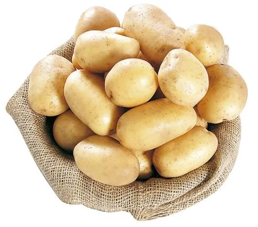 2021 New Fresh Holland Potato