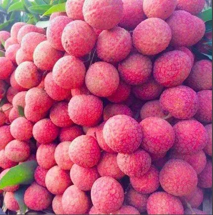 ベトナムの新鮮なライチ-季節最高の価格| Alibaba.com