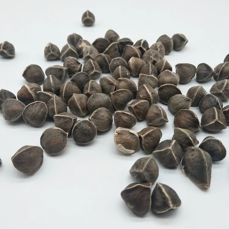 moringa seeds.jpg