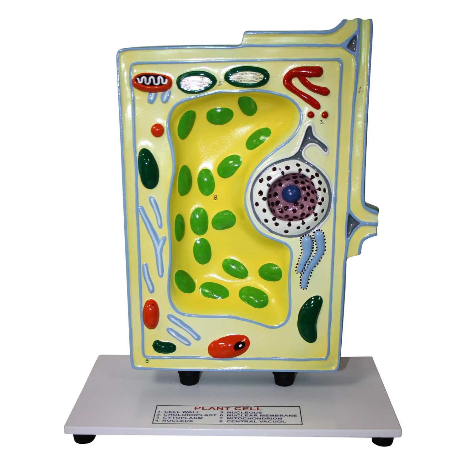 典型植物细胞模型热销生物植物学塑料模型学生植物细胞自由基的三维视图| Alibaba.com, image size:1500x1500