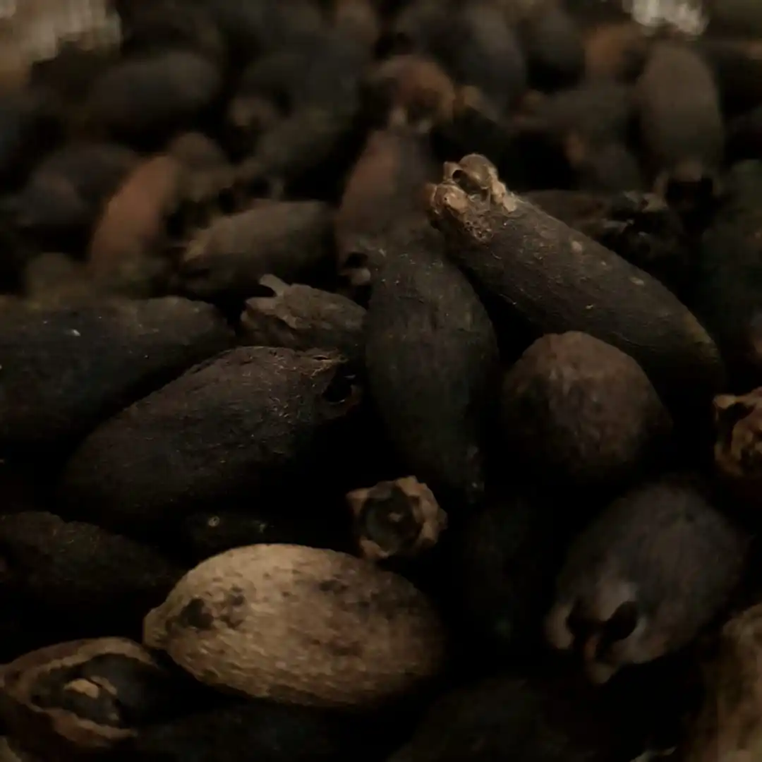 Mother Clove Indonesia Origin Buy Indonesia Origin,Dried Mother Clove,Mother Clove For Sale