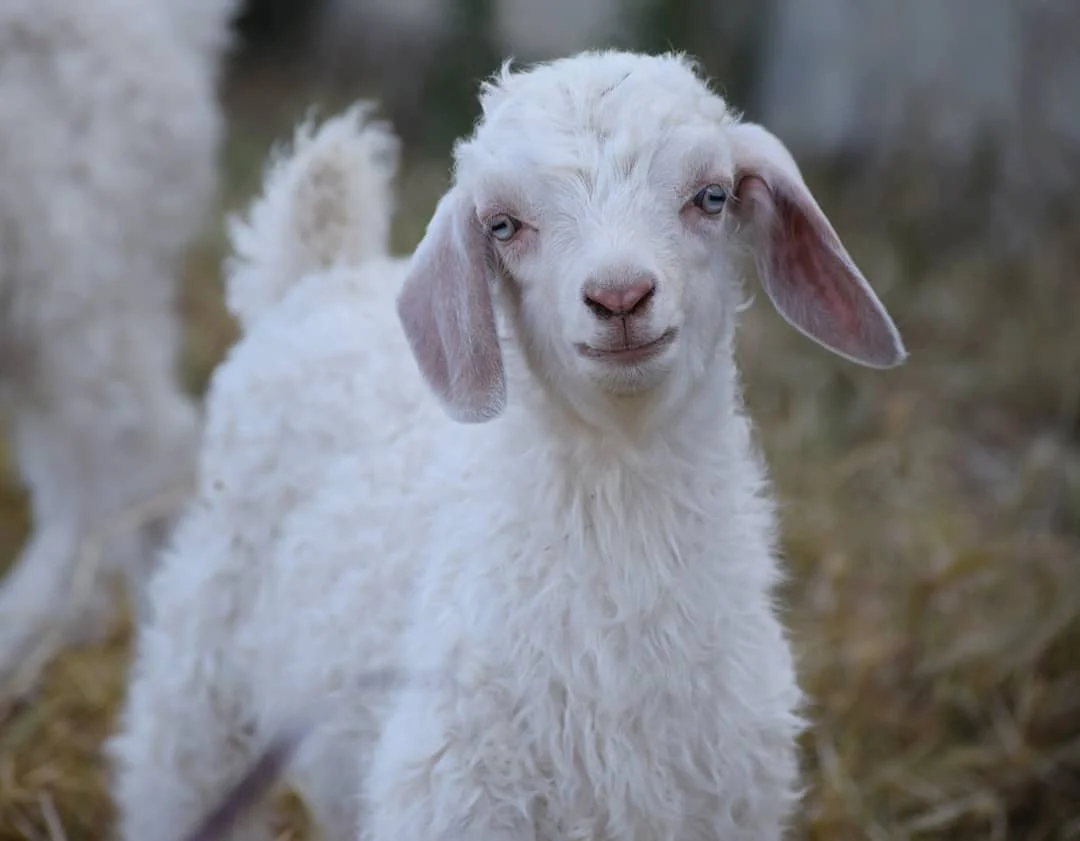 Доступные сорта здоровых пород живых ангорских коз