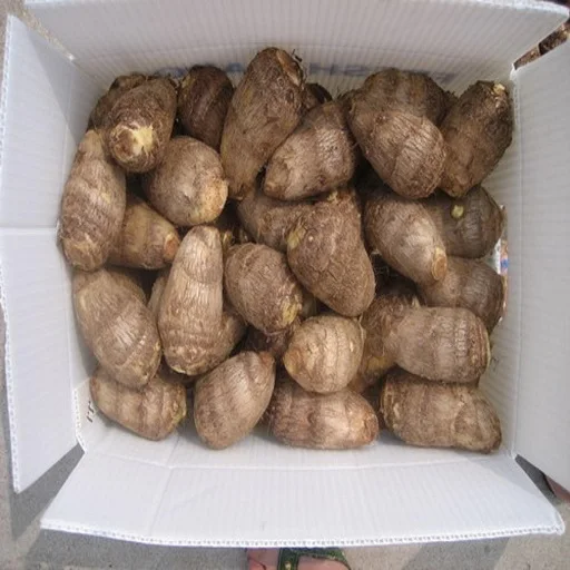 Newest Crop Taro Export, Taro Wholesale, Malanga Fresh Colocasia/ Taro/ Eddo Esculent in Season