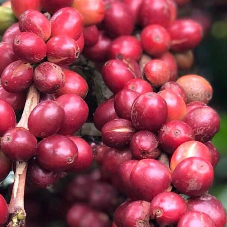 
Вьетнамские экспортные Оптовые натуральные зеленые необработанные кофейные зерна Арабики для импорта по лучшей цене 