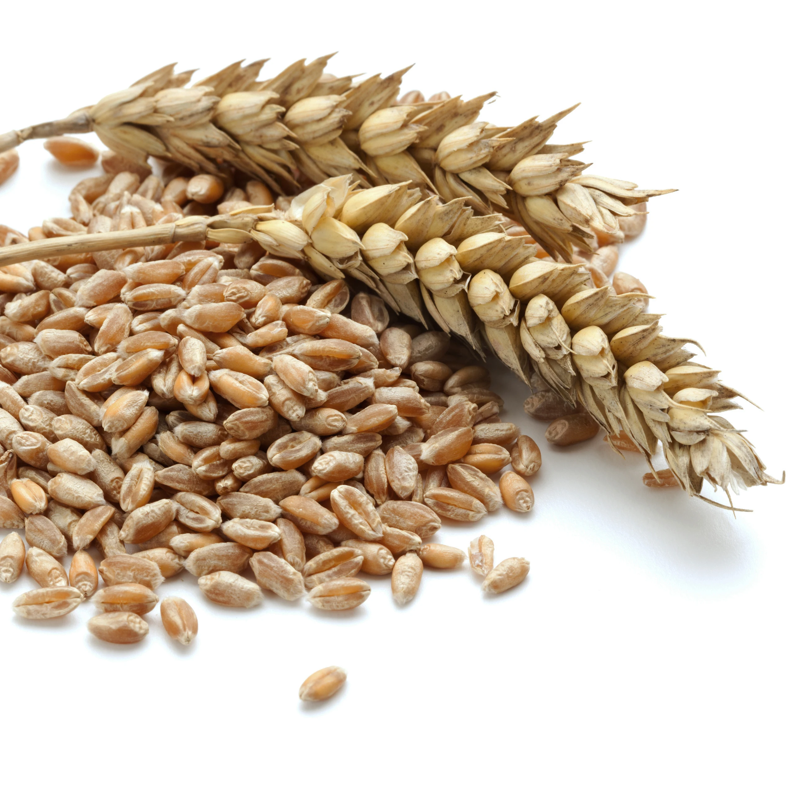 wheat for sale worldwide - buy durum wheat semolina,durum wheat