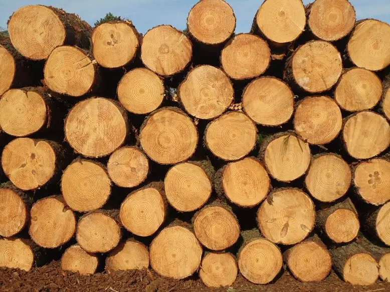 Acacia Wood/rubber Wood/pine Wood Timber For Wooden Pallet And