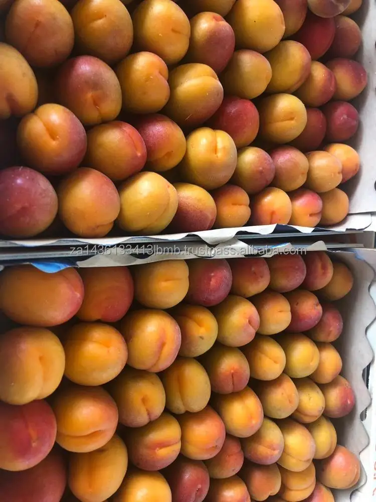 APRICOTS 3.jpeg
