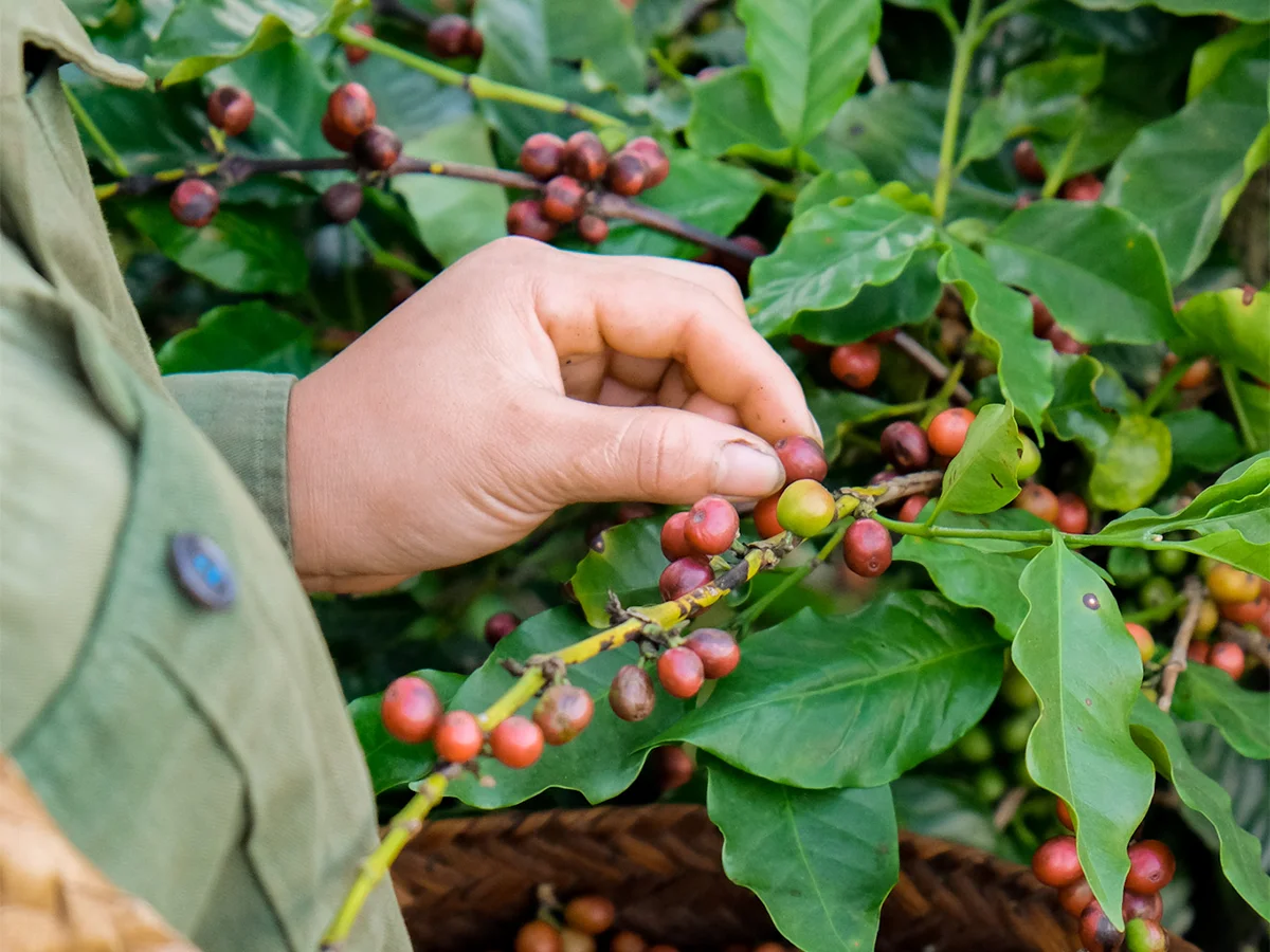 Small Order Accepted 2kg Ready for Shipping Vietnamese Green Coffee Bean Arabica with Wholesale Price Fully Wash Process