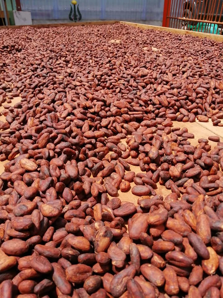 Organic Raw Cocoa Beans 1.jpg