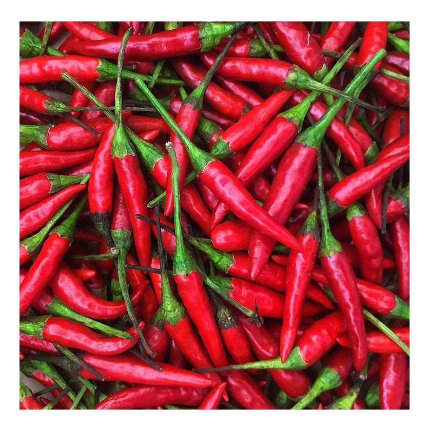 price of red fresh chili pepper in bulk - buy red chili peppers