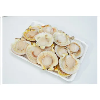 100% Natural Seafood manufactory High quality Reasonable Price Frozen Half Shell Scallop from Thuan Hue Corp Vietnam