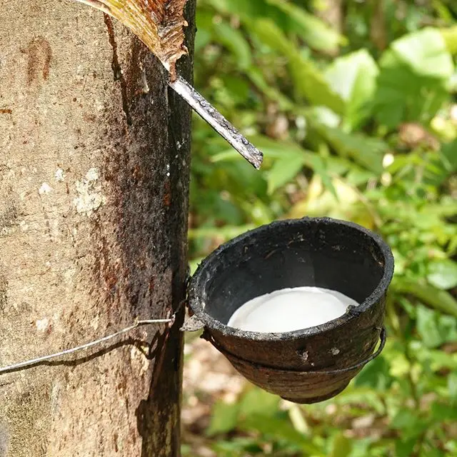 cup.jpg