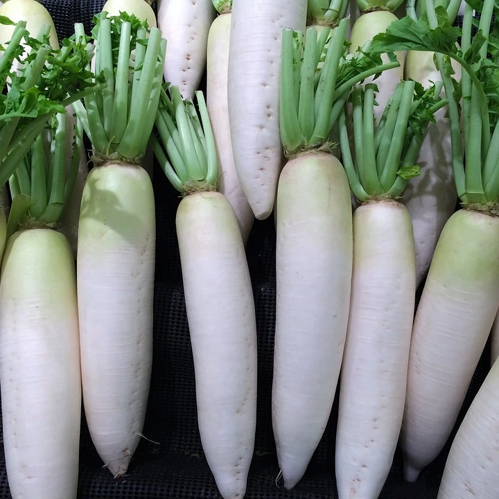 natural fresh white radish export quality wholesale