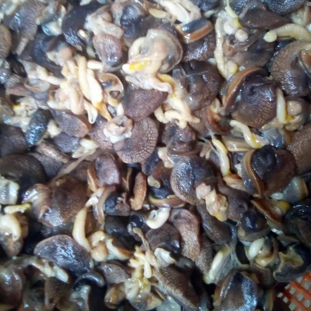 Fresh Edible Snails/dried Snail/frozen Snail Buy Dried And Frozen Sea