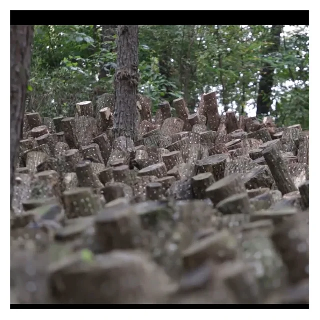 
 Оптовая продажа, высушенный гриб экстракт, черный цветок Dongko  