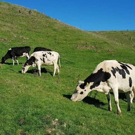 heifer6.jpg