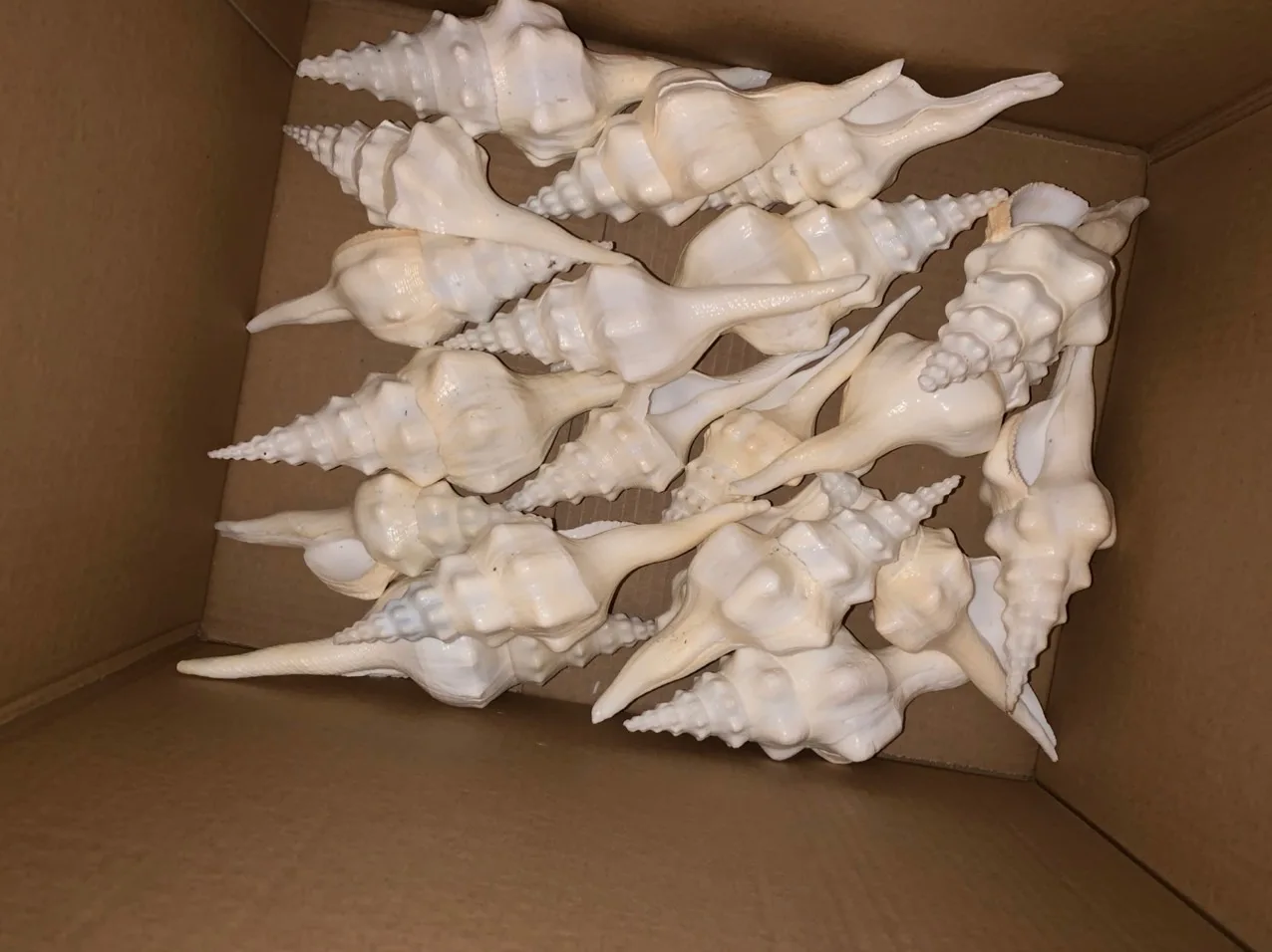 Crushed Polished Yellow 20cm Size Mother Of Pearls Sea Shells Buy Sea