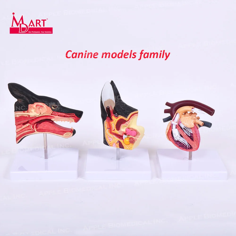 Распродажа образцов здоровых моделей canine ear с воспалением в разных местах