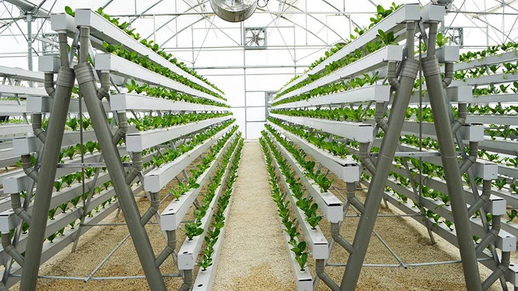 The Most Professional and Customizable Agricultural Vertical Hydroponic Hydroponic Growing System NFT Channel Supplier