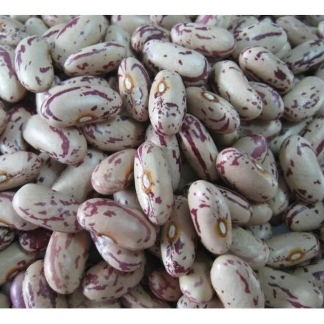 top one wholesale sugar beans organic red kidney beans price