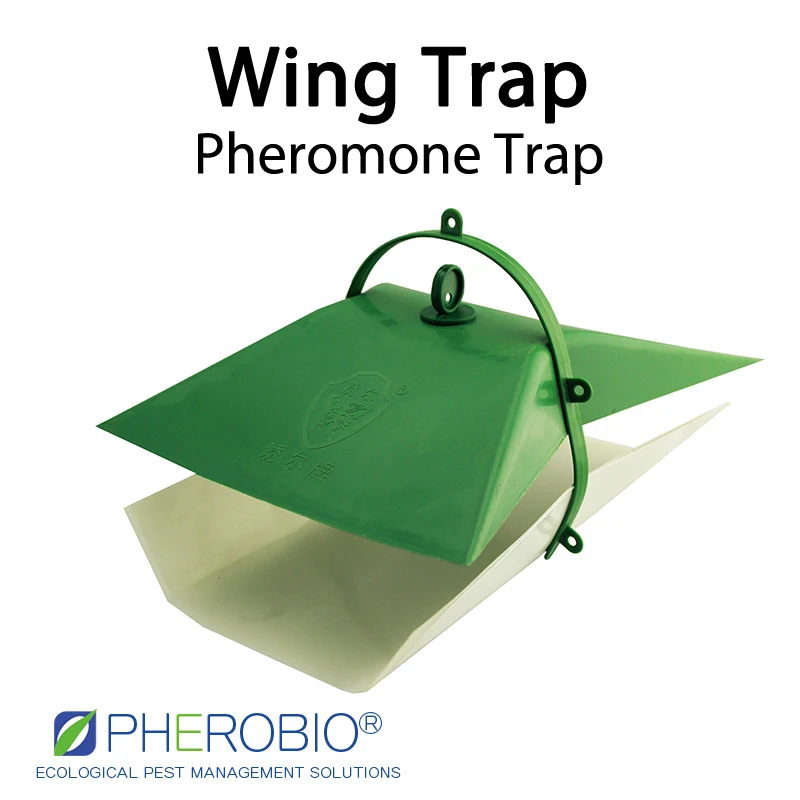 Табака червь вредили assulta феромон приманка