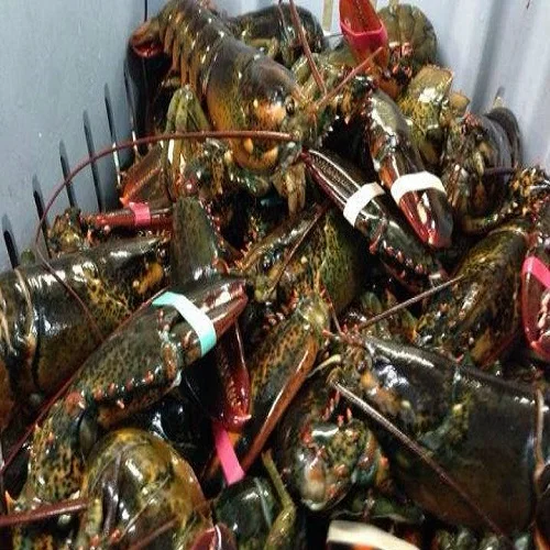 Lobsters And Crabs,Live Blue Lobster - Buy Frozen Blue Crab,Live Spiny ...