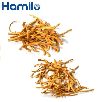 Top Selling Dried Cordyceps Water Soluble Ready To Ship From Vietnam Good Health Sleep Well Sexe Activities Origin From Vietnam