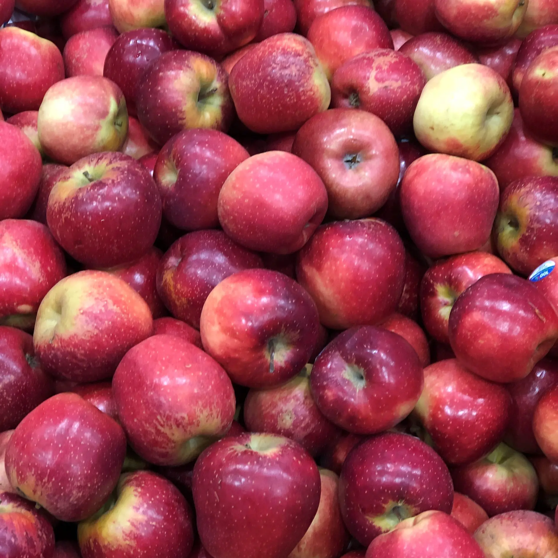 2021 New Fresh Fruits Red Fuji Apples Royal Gala Price In South Africa