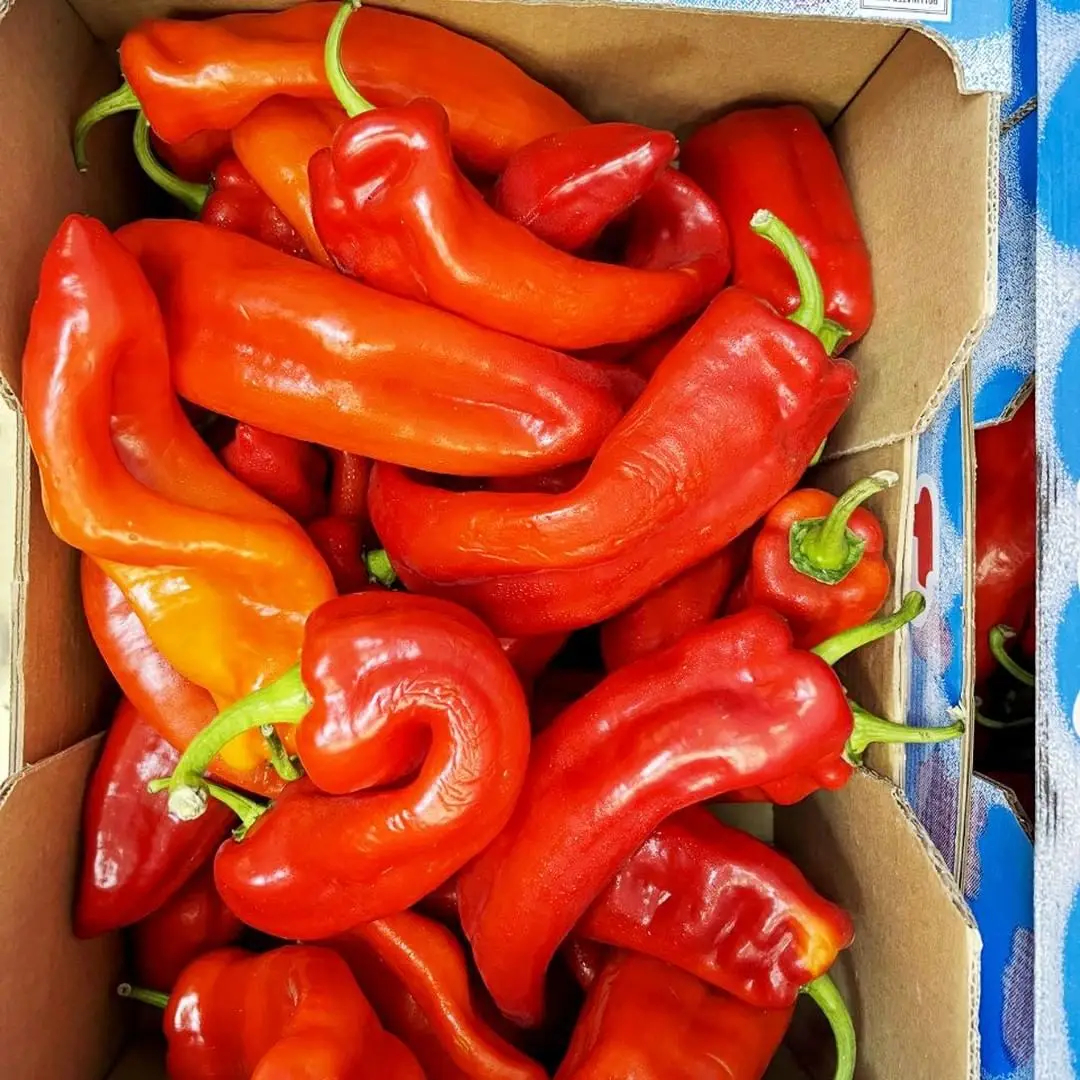 fresh red pepper high quality sichuan dry hot red chilli pepper