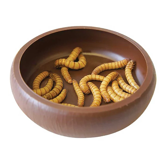 pet food factory birds food dried mealworm high protein dried